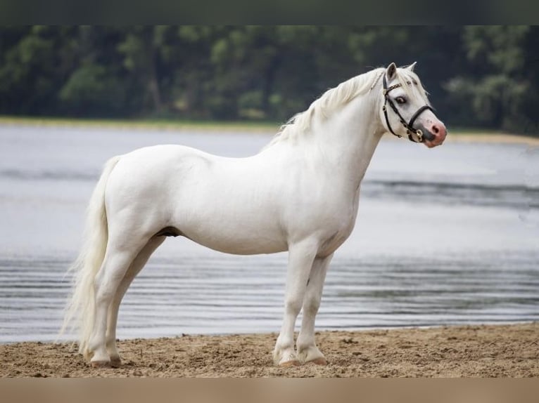 Welsh-A Castrone 13 Anni 120 cm Grigio in Almen