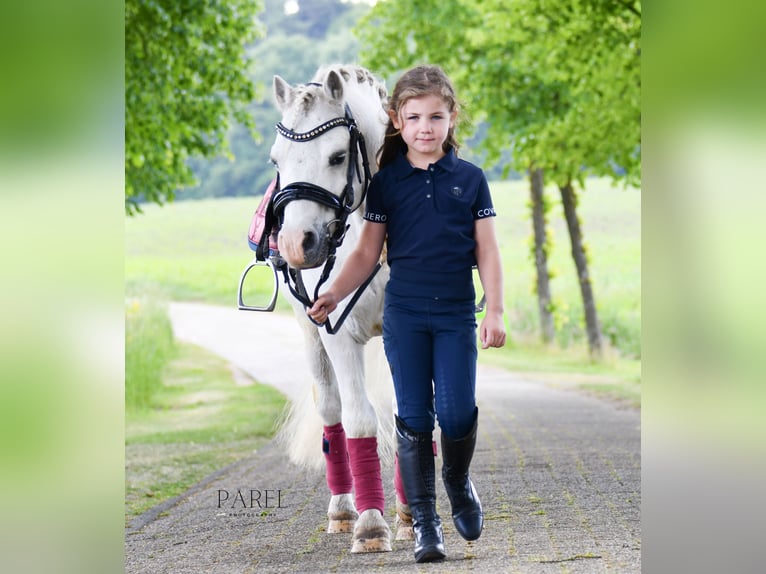 Welsh-A Castrone 13 Anni 120 cm Grigio in Almen