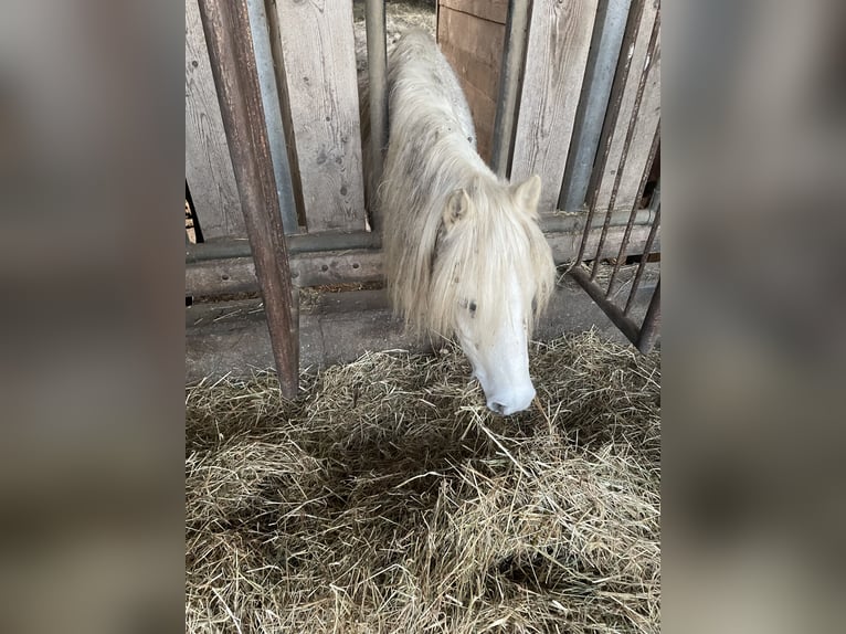 Welsh-A Castrone 13 Anni 127 cm Grigio in Bad Wurzach