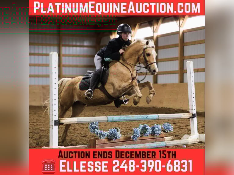 Welsh-A Castrone 13 Anni 135 cm Palomino in Howell, MI