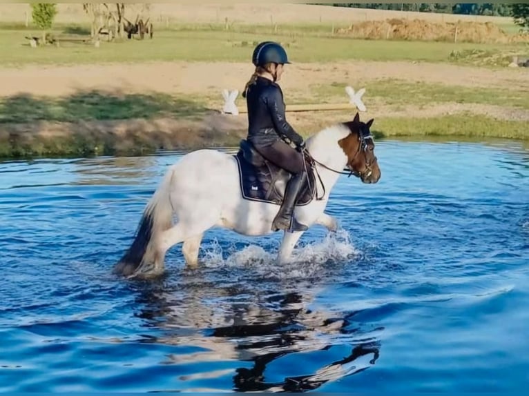 Welsh-A Mix Castrone 14 Anni 112 cm Pezzato in Reppenstedt
