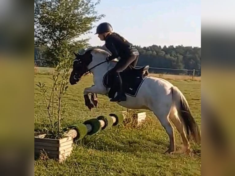 Welsh-A Mix Castrone 14 Anni 112 cm Pezzato in Reppenstedt