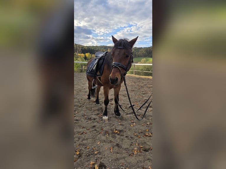 Welsh-A Mix Castrone 14 Anni 115 cm Baio in Hausmanstätten