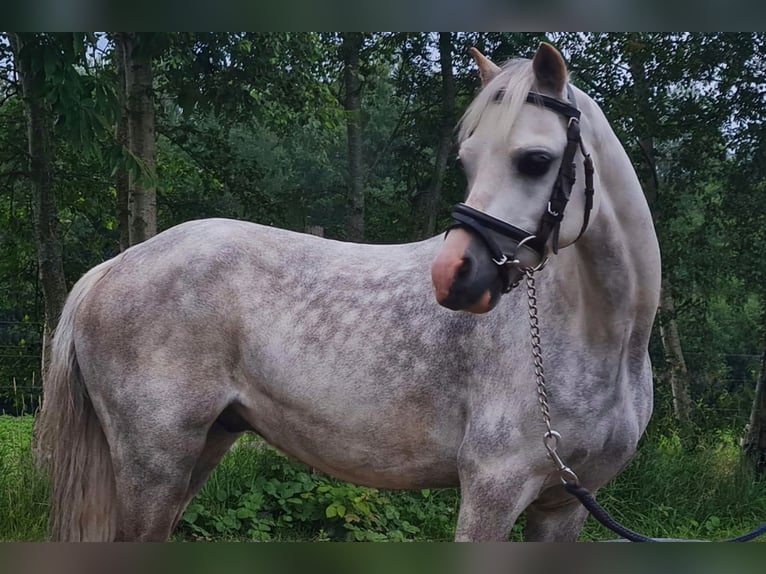 Welsh-A Castrone 14 Anni 117 cm Grigio pezzato in Gasselternijveenschemond