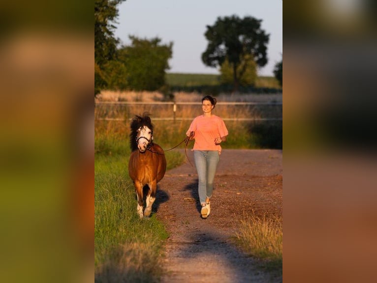 Welsh-A Castrone 14 Anni 123 cm Baio in Leutershausen