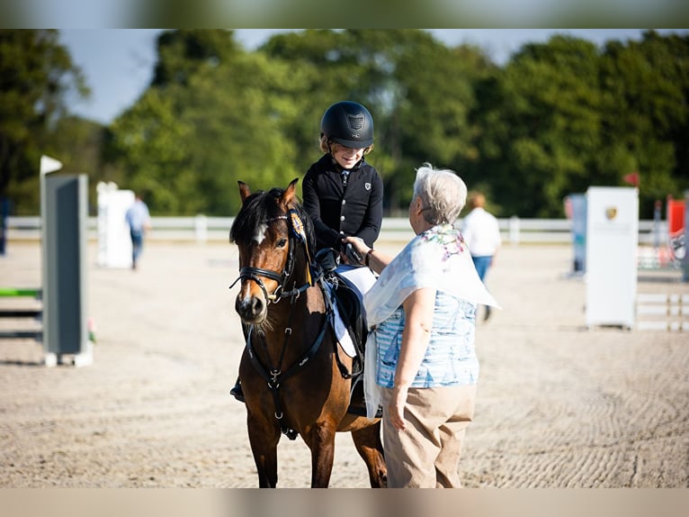 Welsh-A Castrone 14 Anni 129 cm Baio ciliegia in Ptakowice