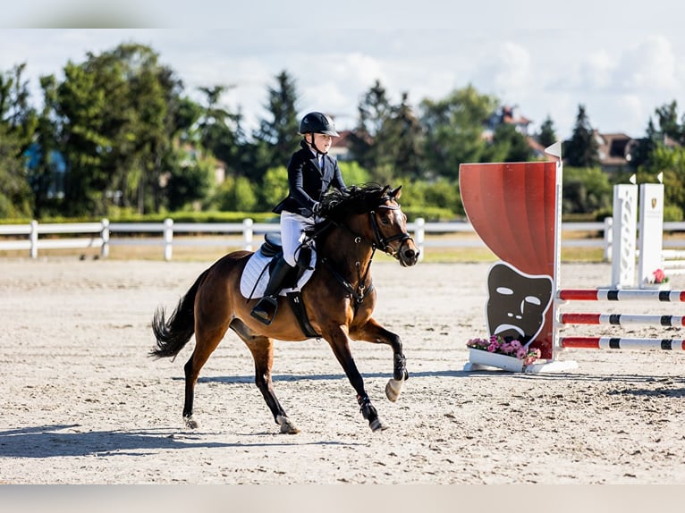 Welsh-A Castrone 14 Anni 129 cm Baio ciliegia in Ptakowice