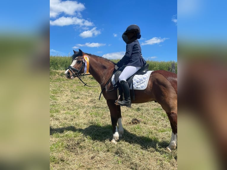 Welsh-A Castrone 14 Anni 132 cm Baio in Bodenwerder