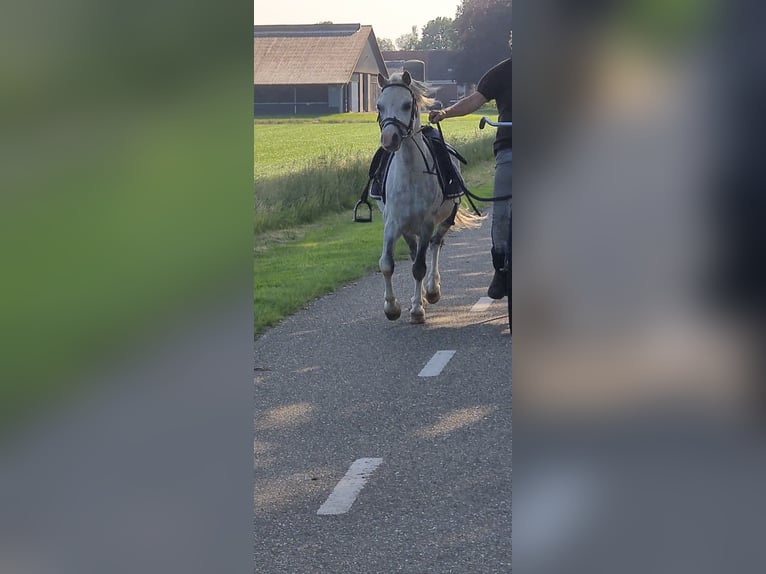Welsh-A Castrone 15 Anni 117 cm Grigio in Gasselternijveenschemond