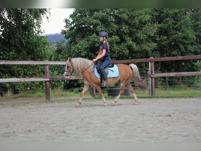 Welsh-A Castrone 15 Anni 119 cm Sauro in De Klomp