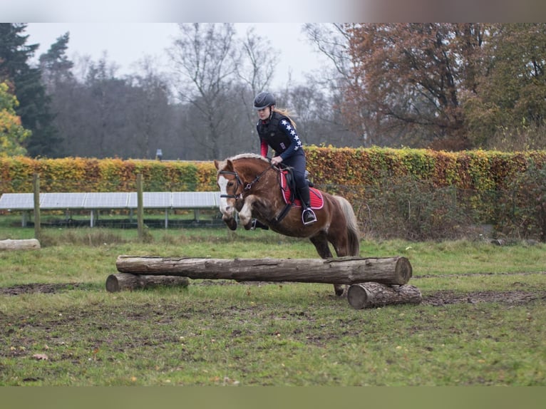 Welsh-A Castrone 15 Anni 119 cm Sauro in De Klomp