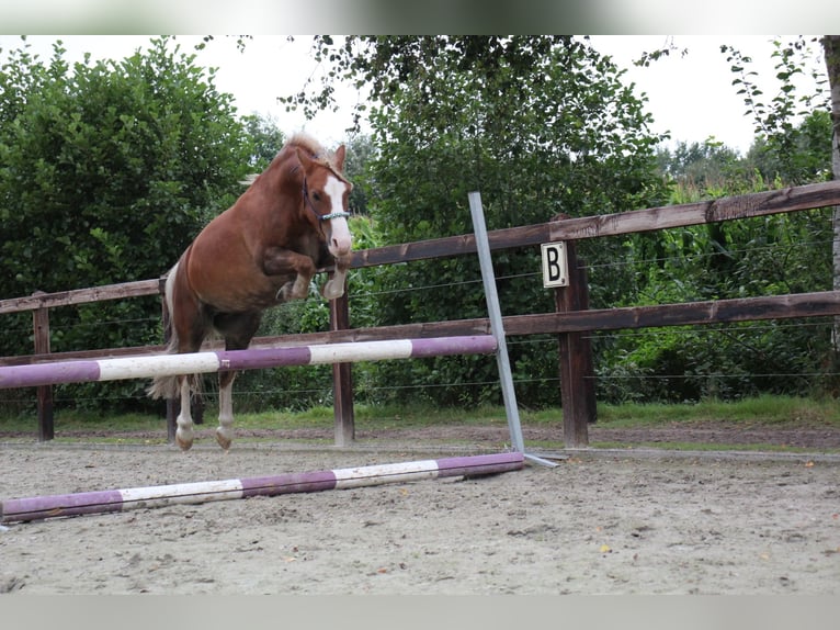 Welsh-A Castrone 15 Anni 119 cm Sauro in De Klomp