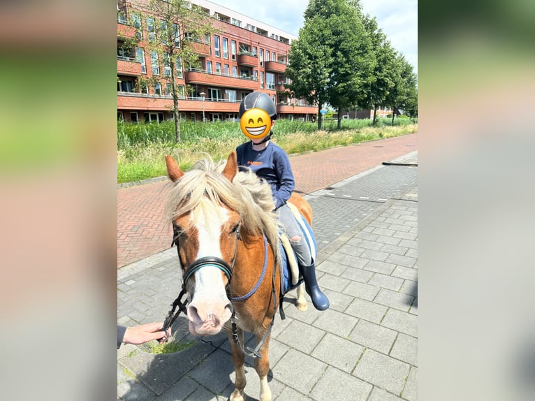 Welsh-A Castrone 15 Anni 119 cm Sauro in De Klomp