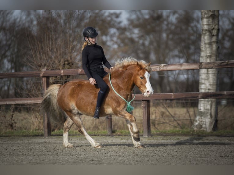 Welsh-A Castrone 15 Anni 119 cm Sauro in De Klomp