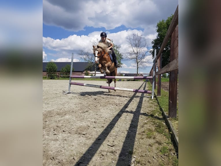 Welsh-A Castrone 15 Anni 119 cm Sauro in De Klomp