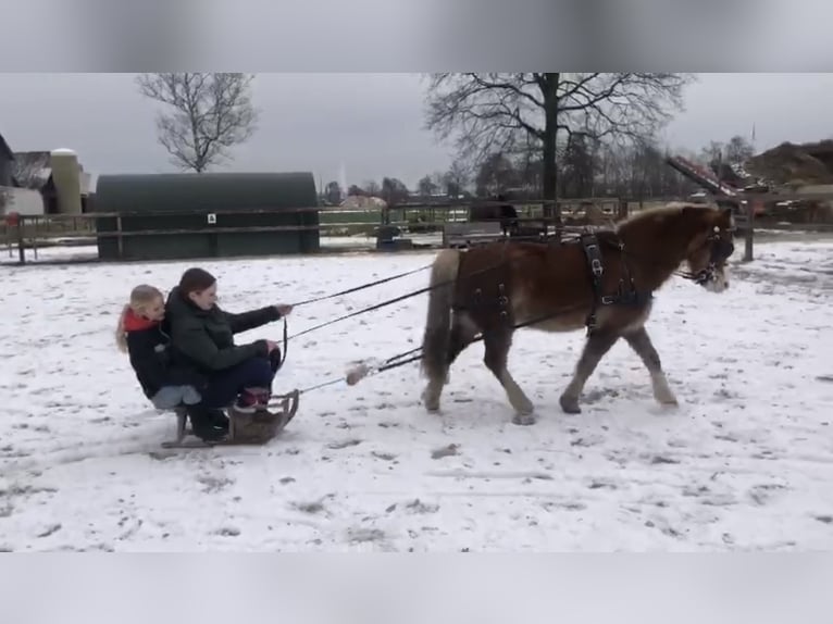 Welsh-A Castrone 15 Anni 119 cm Sauro in De Klomp