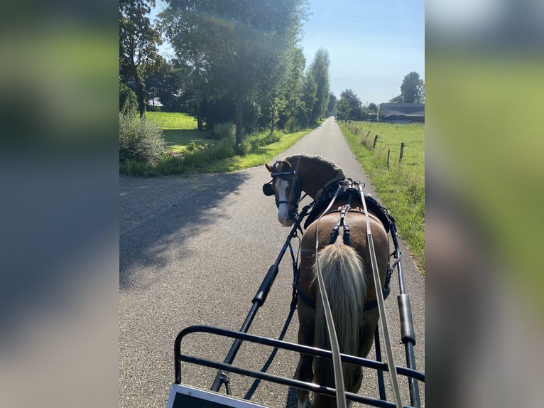 Welsh-A Castrone 15 Anni 119 cm Sauro in De Klomp