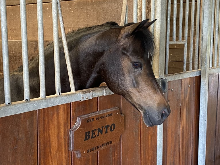 Welsh-A Castrone 15 Anni 124 cm Baio nero in Linschoten