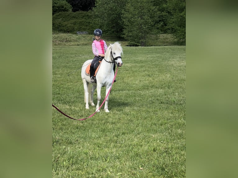 Welsh-A Castrone 16 Anni 124 cm Grigio in Ladenburg