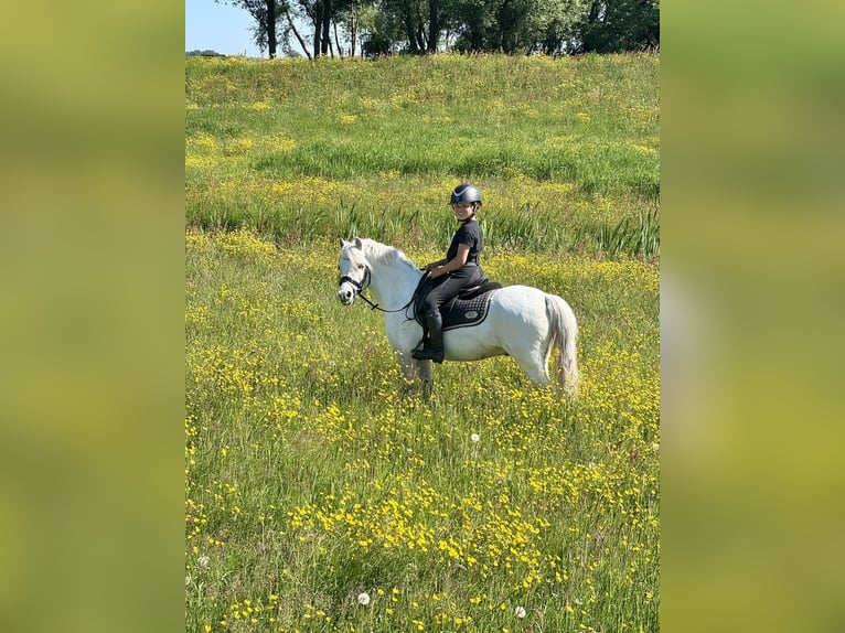 Welsh-A Mix Castrone 16 Anni 126 cm Grigio in Wormer