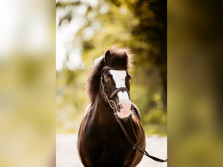 Welsh-A Castrone 17 Anni 121 cm Morello in Gurten