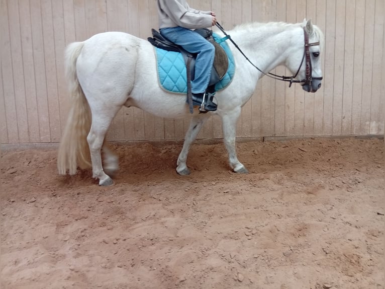 Welsh-A Castrone 17 Anni 125 cm Grigio in Höheischweiler