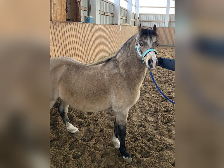 Welsh-A Castrone 17 Anni Pelle di daino in Herzberg (Elster)