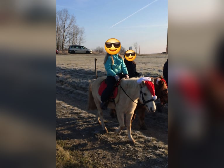 Welsh-A Castrone 18 Anni 120 cm Palomino in Wei&#xDF;enfels