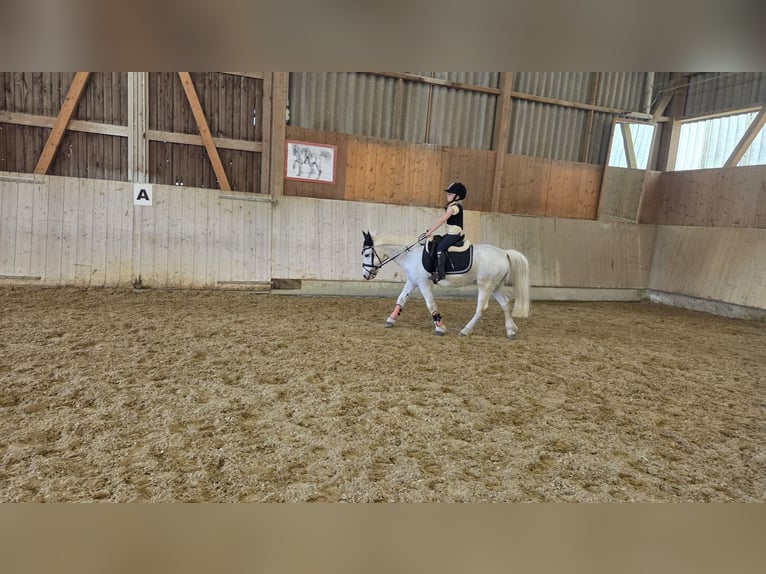 Welsh-A Castrone 18 Anni 125 cm  in Basadingen