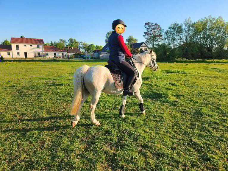 Welsh-A Castrone 19 Anni 118 cm Grigio in Dierhagen