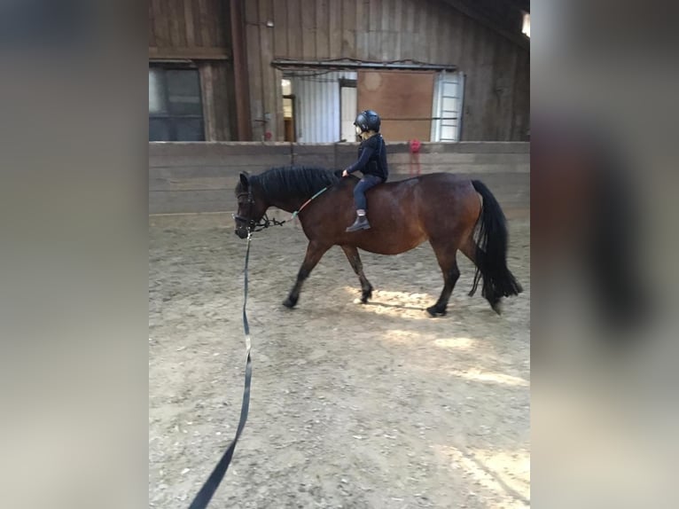 Welsh-A Castrone 22 Anni 131 cm Baio in Stuttgart Degerloch