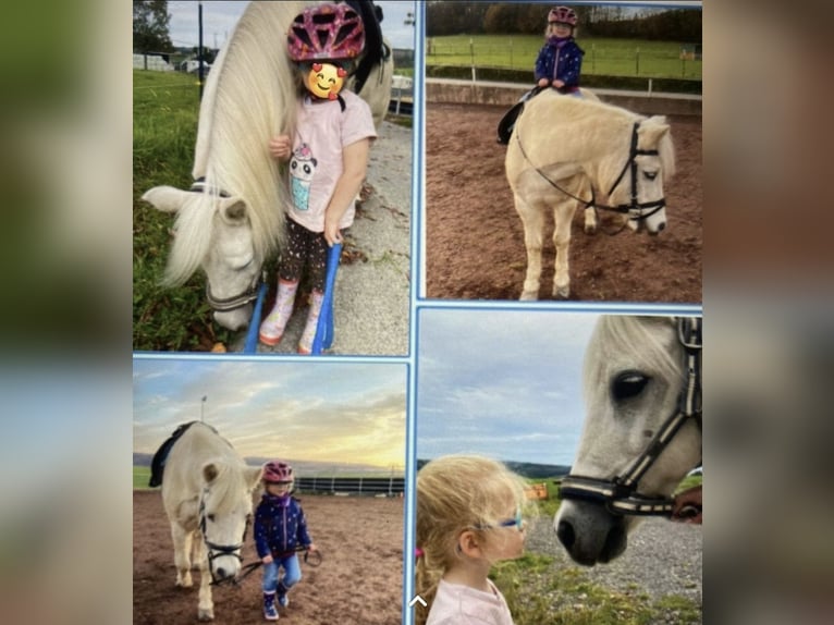 Welsh-A Mix Castrone 23 Anni 117 cm Grigio in Goch