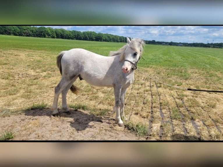 Welsh-A Castrone 2 Anni 118 cm Grigio in Haarle
