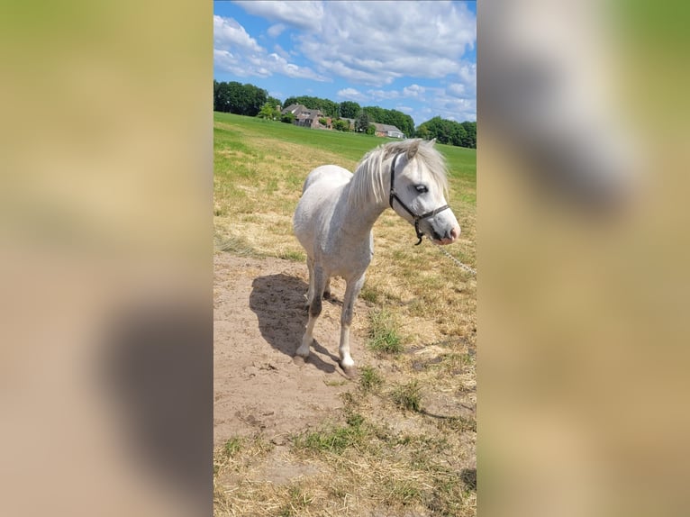 Welsh-A Castrone 2 Anni 118 cm Grigio in Haarle