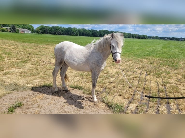 Welsh-A Castrone 2 Anni 118 cm Grigio in Haarle