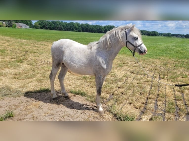 Welsh-A Castrone 2 Anni 118 cm Grigio in Haarle