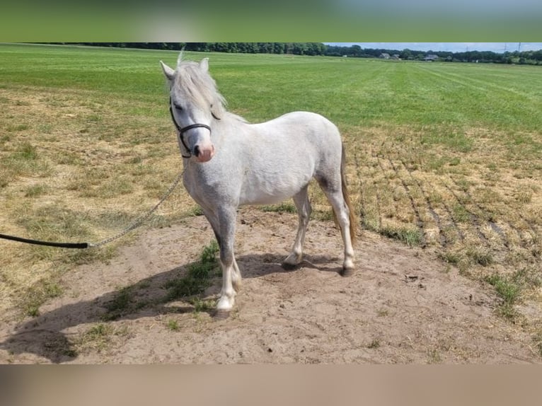 Welsh-A Castrone 2 Anni 118 cm Grigio in Haarle