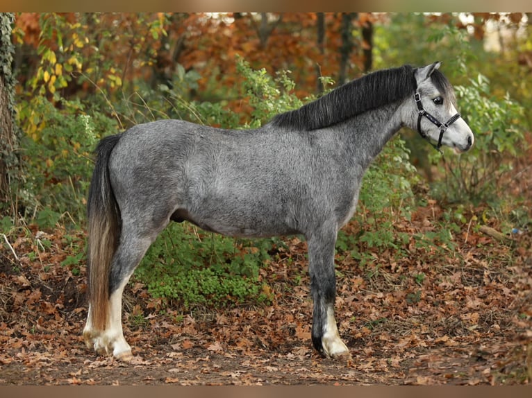 Welsh-A Castrone 2 Anni 118 cm Grigio in Aalten