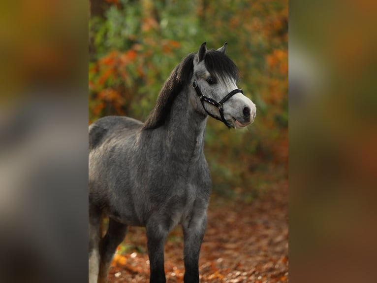Welsh-A Castrone 2 Anni 118 cm Grigio in Aalten