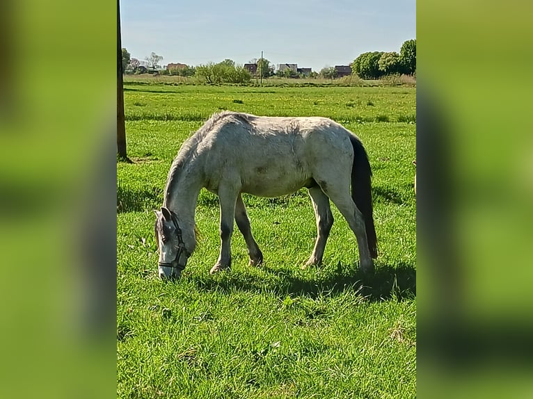 Welsh-A Castrone 2 Anni 120 cm Grigio in Boen