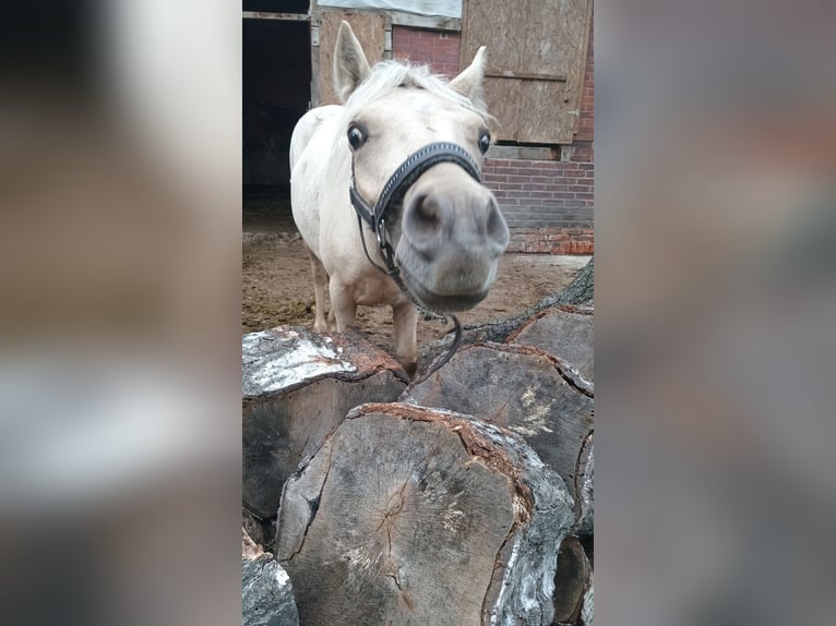 Welsh-A Mix Castrone 2 Anni 120 cm Palomino in Osterfeld