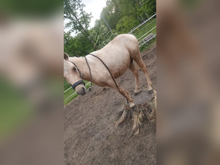 Welsh-A Mix Castrone 2 Anni 120 cm Palomino in Osterfeld