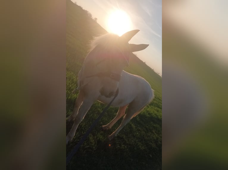 Welsh-A Mix Castrone 2 Anni 120 cm Palomino in Osterfeld