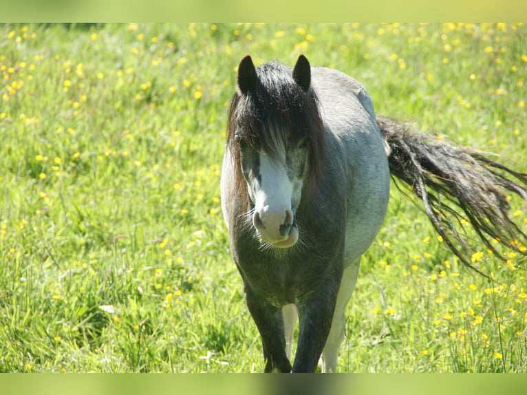 Welsh-A Castrone 3 Anni 114 cm Grigio in Noordwolde