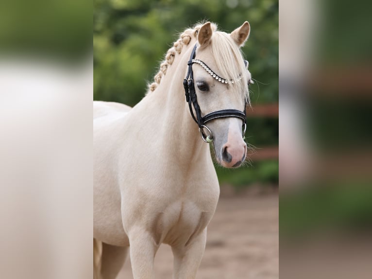 Welsh-A Castrone 3 Anni 115 cm Palomino in Kletkamp