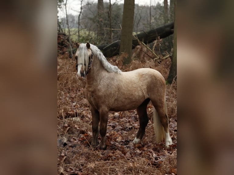 Welsh-A Castrone 3 Anni 117 cm Palomino in Aalten