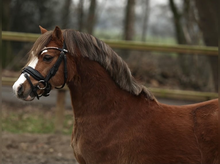 Welsh-A Castrone 3 Anni 117 cm Sauro scuro in Aalten