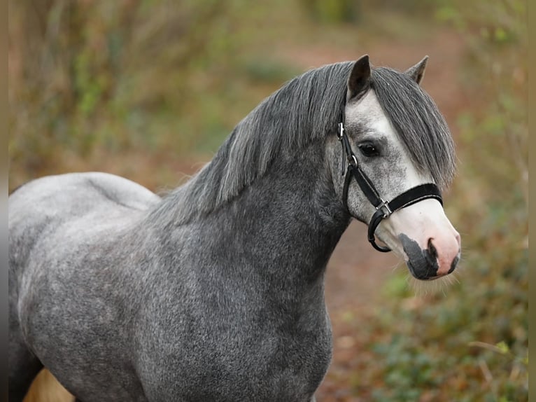 Welsh-A Castrone 3 Anni 118 cm Grigio in Aalten