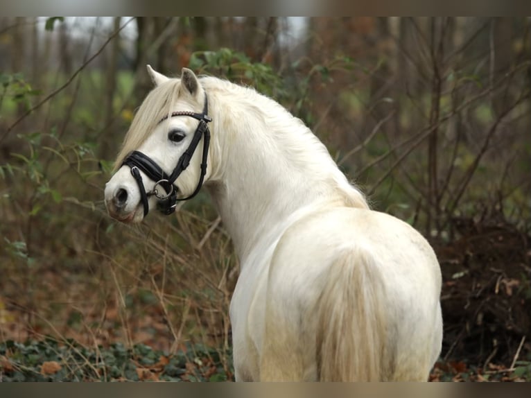 Welsh-A Castrone 3 Anni 118 cm Grigio in Aalten