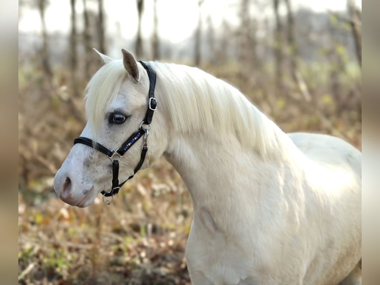 Welsh-A Castrone 3 Anni 118 cm Palomino in Aalten